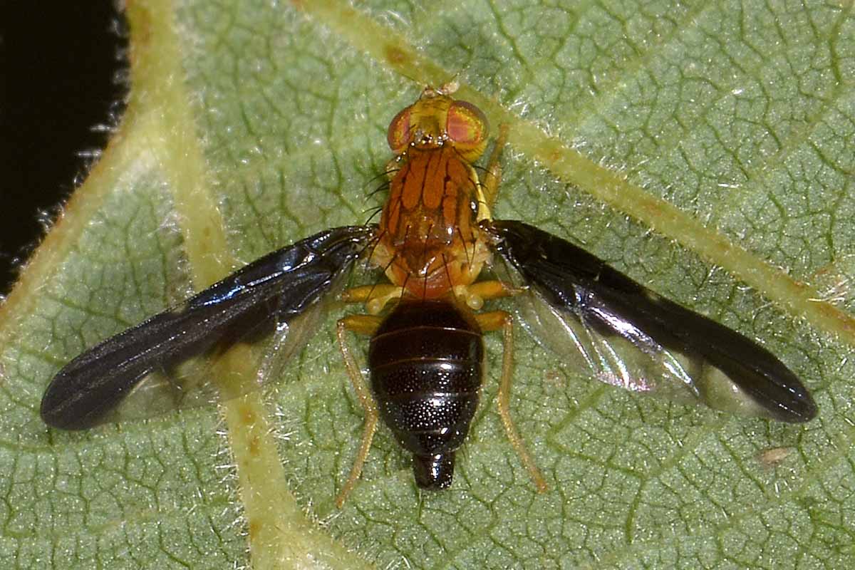 Femmina di Hemilea pulchella (Tephritidae)